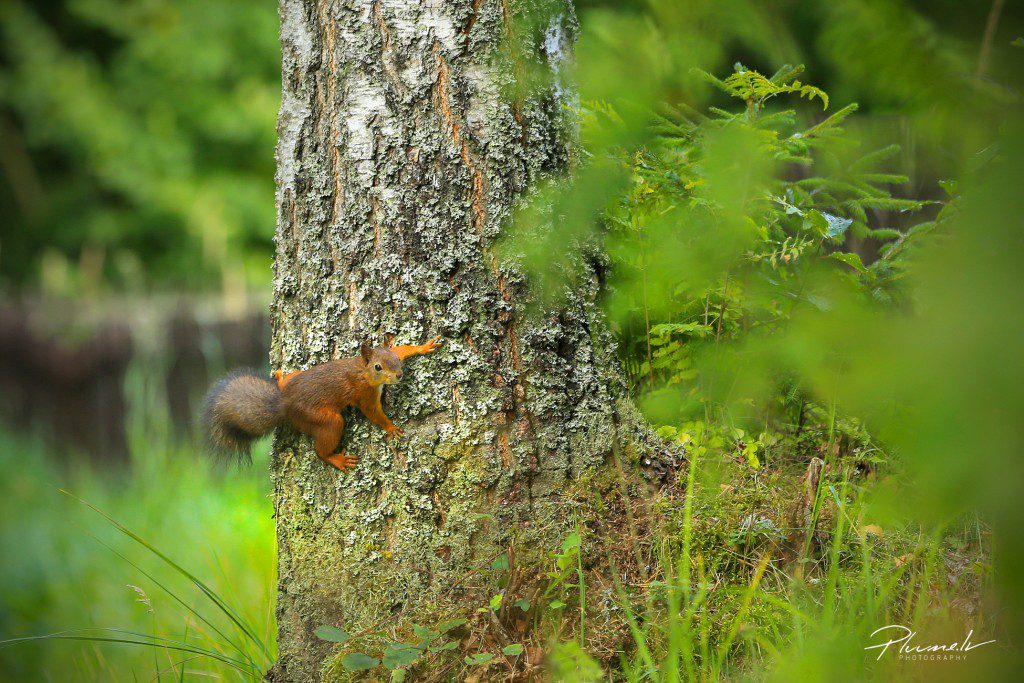 Foto-Martins-Plume-146-1024x683